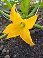 Κολοκυθάκι + Ανθός ''Da Fiore'' - Image 2