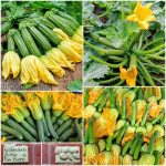 Κολοκυθάκι + Ανθός ”Da Fiore” Παραδοσιακό