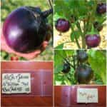 Μελιτζάνα Ντόπια της Βαλάνς