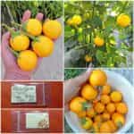 Μελιτζάνα Κίτρινη ''Thai Yellow Egg''