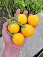 Μελιτζάνα Κίτρινη ''Thai Yellow Egg'' - Image 2