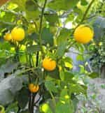 Μελιτζάνα Κίτρινη ''Thai Yellow Egg'' - Image 3