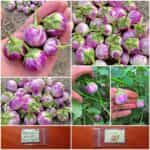 Μελιτζάνα ''Lavender Frog Egg''