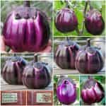 Μελιτζάνα ''Violetta di Firenze''