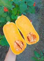 Κολοκύθα ''Butternut'' - Image 2