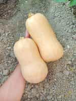 Κολοκύθα ''Butternut'' - Image 3
