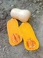 Κολοκύθα ''Butternut'' - Image 4