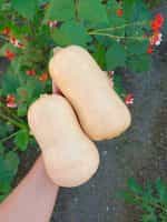Κολοκύθα ''Butternut'' - Image 5