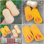Κολοκύθα ''Butternut''