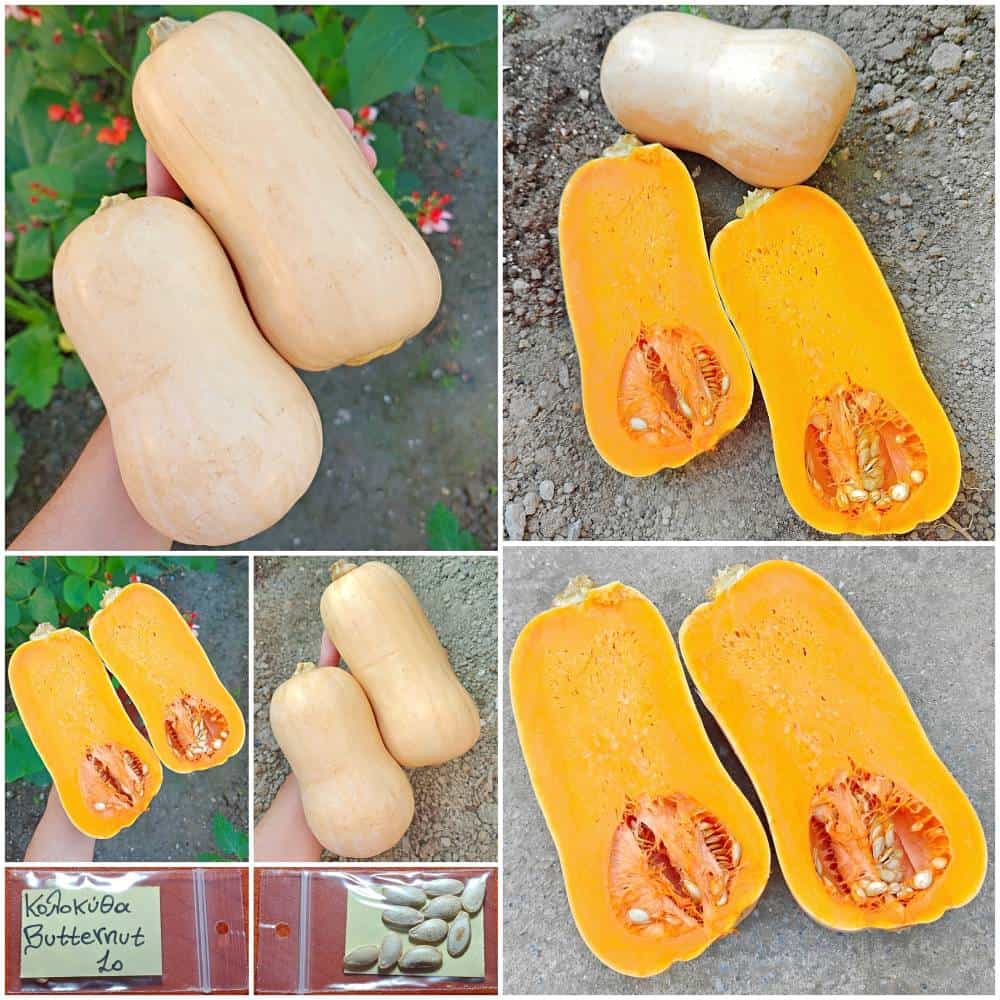 279a Κολοκύθα ''Butternut'' - Image 1
