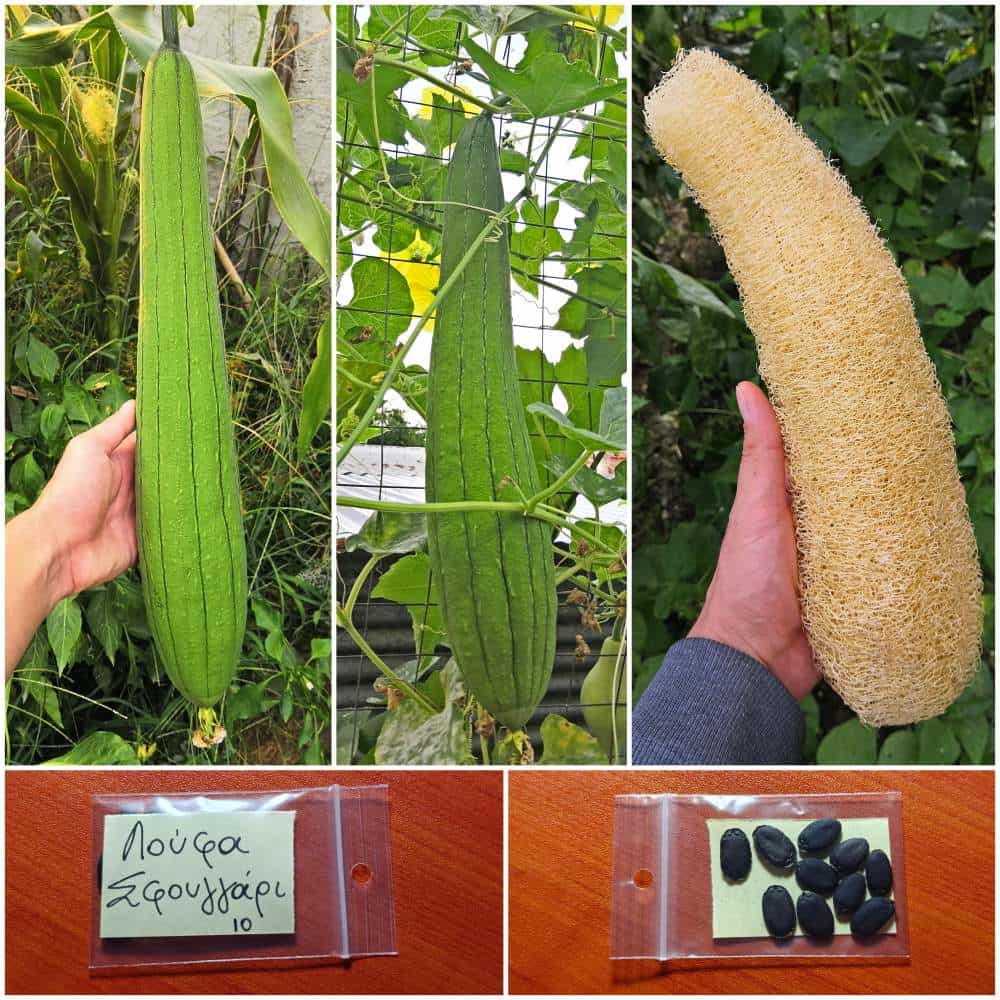 290 Κολοκύθα Λούφα Σφουγγάρι - Image 1