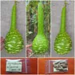 Νεροκολοκύθα Φλασκιά Γίγας