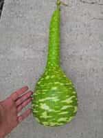 Νεροκολοκύθα Φλασκιά Γίγας - Image 2