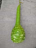 Νεροκολοκύθα Φλασκιά Γίγας - Image 3