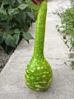 Νεροκολοκύθα Φλασκιά Γίγας - Image 4