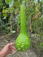 Νεροκολοκύθα Φλασκιά Γίγας - Image 5