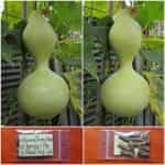 Νεροκολοκύθα Κλασική ''Καρύκα''