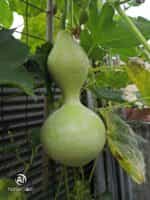 Νεροκολοκύθα Κλασική ''Καρύκα'' - Image 2