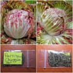 Ραντίτσιο Πολύχρωμο ''Chioggia''