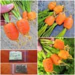 Καρότο Στρογγυλό ''Parisian Round''