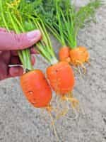 Καρότο Στρογγυλό ''Parisian Round'' - Image 2