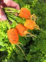 Καρότο Στρογγυλό ''Parisian Round'' - Image 3