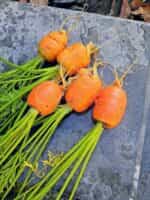 Καρότο Στρογγυλό ''Parisian Round'' - Image 4