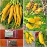 Καρότο Κίτρινο ''Lobbericher''