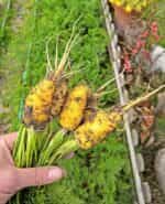 Καρότο Κίτρινο ''Lobbericher'' - Image 2