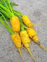 Καρότο Κίτρινο ''Lobbericher'' - Image 3