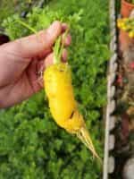 Καρότο Κίτρινο ''Lobbericher'' - Image 4