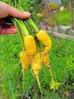 Καρότο Κίτρινο ''Lobbericher'' - Image 5