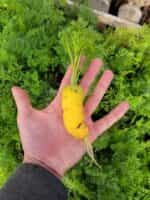 Καρότο Κίτρινο ''Lobbericher'' - Image 6