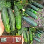 Αγγούρι Μεσαίο Σκούρο Παραδοσιακό