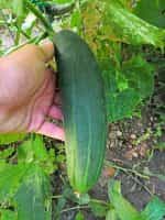 Αγγούρι ''Marketmore'' - Image 2