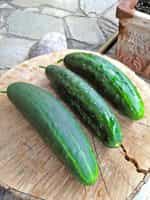 Αγγούρι ''Marketmore'' - Image 3