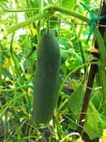 Αγγούρι ''Marketmore'' - Image 4