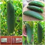 Αγγούρι ''Marketmore''