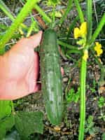 Αγγούρι ''Ancash Market'' - Image 2