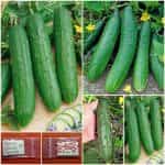 Αγγούρι ''Ancash Market''