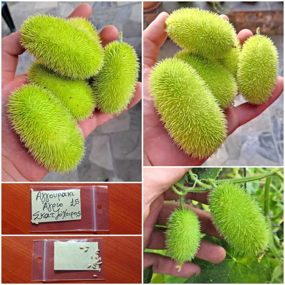 306 Αγγουράκι Άγριο Σκαντζόχοιρος ''Hedgehog'' - Image 1