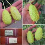 Αγγουράκι Άγριο ''West Indian Burr Gherkin''
