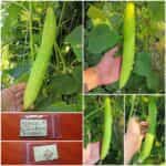 Αγγούρι ''Rollinson's Telegraph''