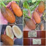 Αγγουράκι Καφέ ''Kibedi Brown''