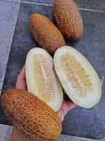 Αγγουράκι Καφέ ''Kibedi Brown'' - Image 2