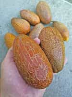 Αγγουράκι Καφέ ''Kibedi Brown'' - Image 3