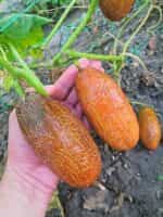 Αγγουράκι Καφέ ''Kibedi Brown'' - Image 4