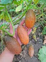 Αγγουράκι Καφέ ''Kibedi Brown'' - Image 5