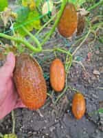 Αγγουράκι Καφέ ''Kibedi Brown'' - Image 6