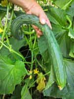 Αγγούρι ''Suyo Long'' - Image 2